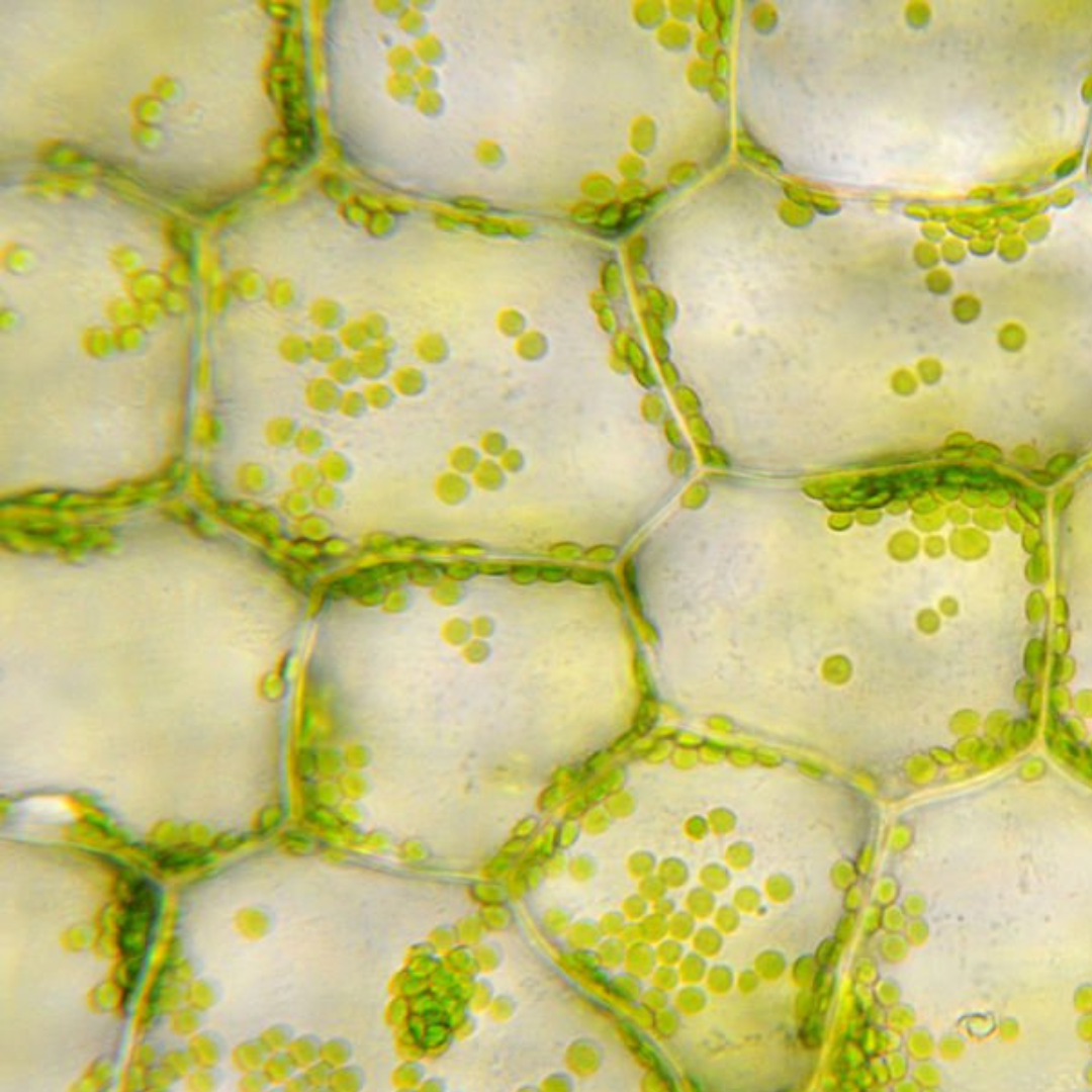 cellulose-emporischemicalindustr